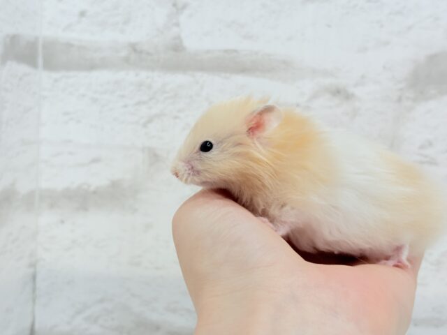 ゴールデンハムスター