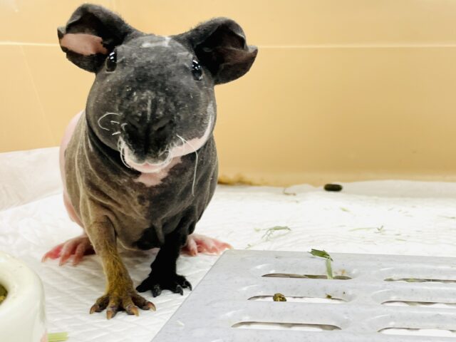 【最新画像】3色カラーのおしゃれ番長✨スキニーギニアピッグちゃん❣️(女の子) スキニーギニアピッグ