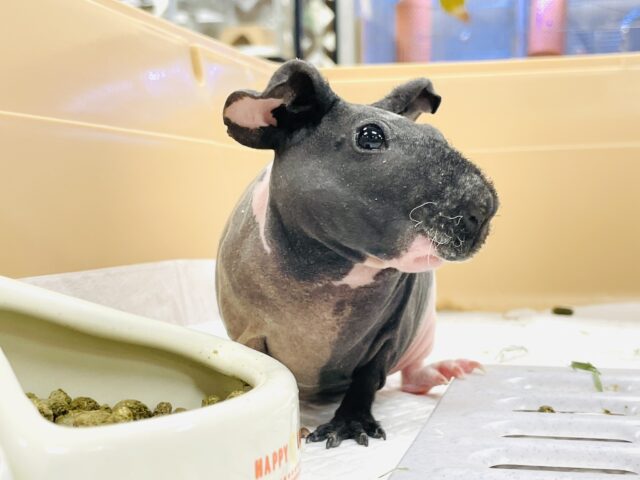 【最新画像】3色カラーのおしゃれ番長✨スキニーギニアピッグちゃん❣️(女の子) スキニーギニアピッグ