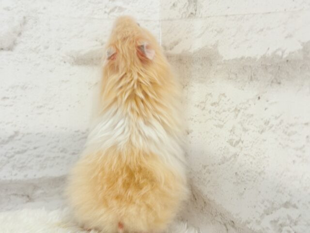 ゴールデンハムスター