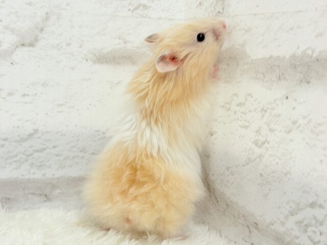 ゴールデンハムスター