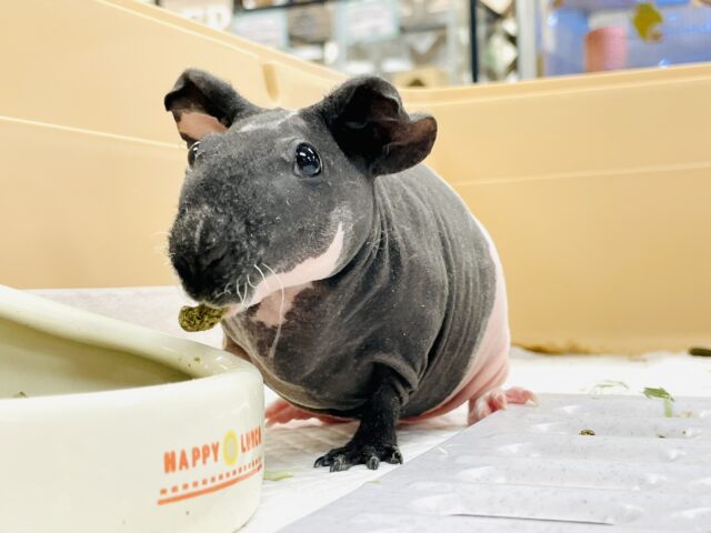 【最新画像】3色カラーのおしゃれ番長✨スキニーギニアピッグちゃん❣️(女の子) スキニーギニアピッグ