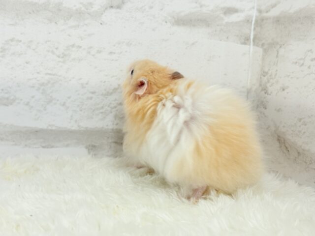 ゴールデンハムスター