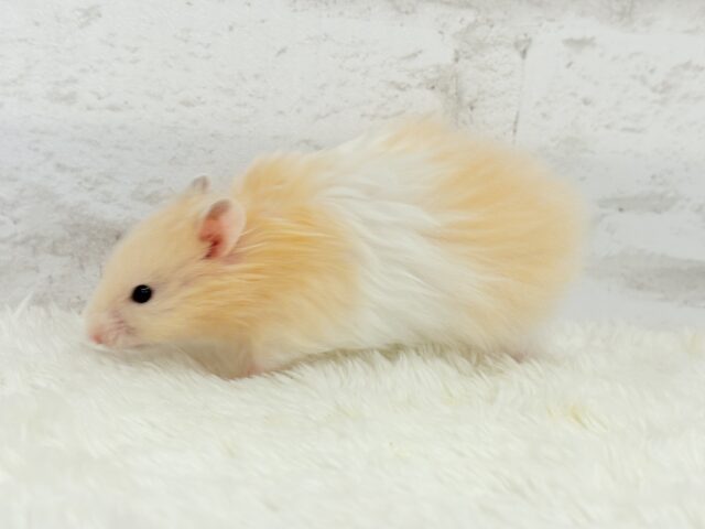 ゴールデンハムスター