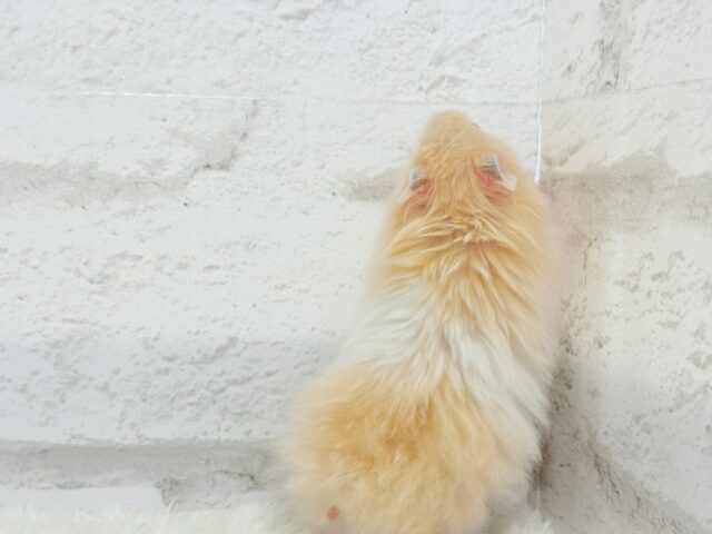 ゴールデンハムスター