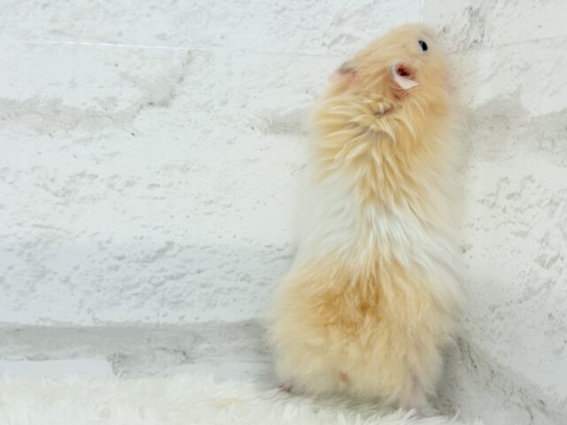 ゴールデンハムスター