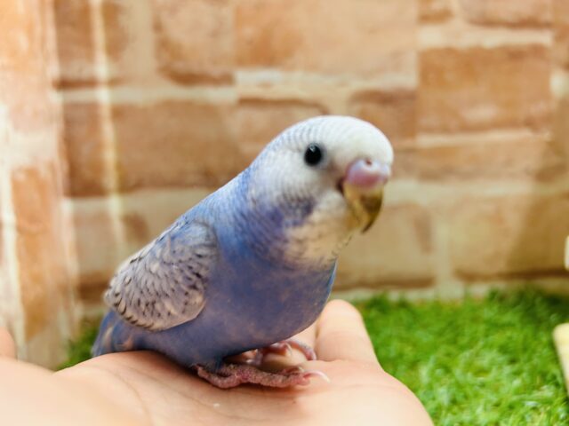 青空カラーが魅力的💙💙💙　セキセイインコ（スパングル）