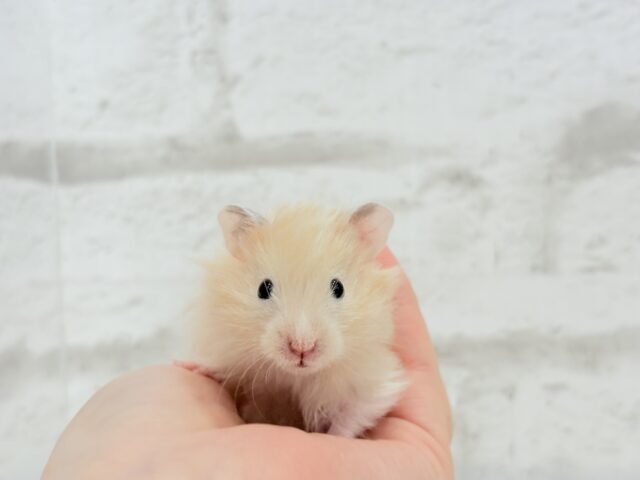 ゴールデンハムスター