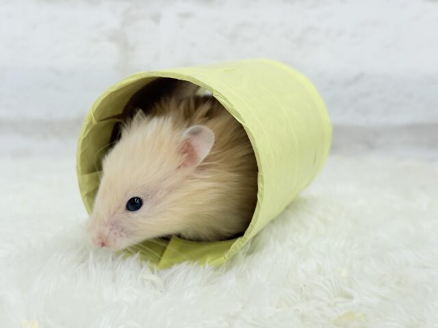 ゴールデンハムスター