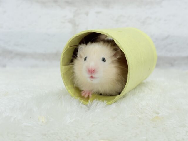 ゴールデンハムスター