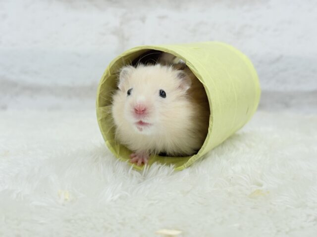 ゴールデンハムスター