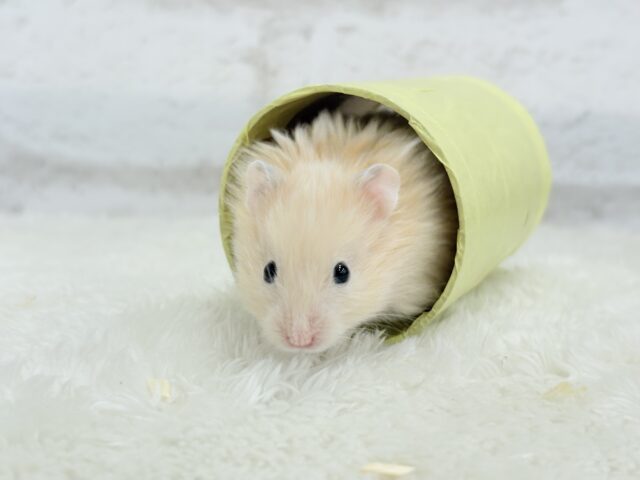 ゴールデンハムスター