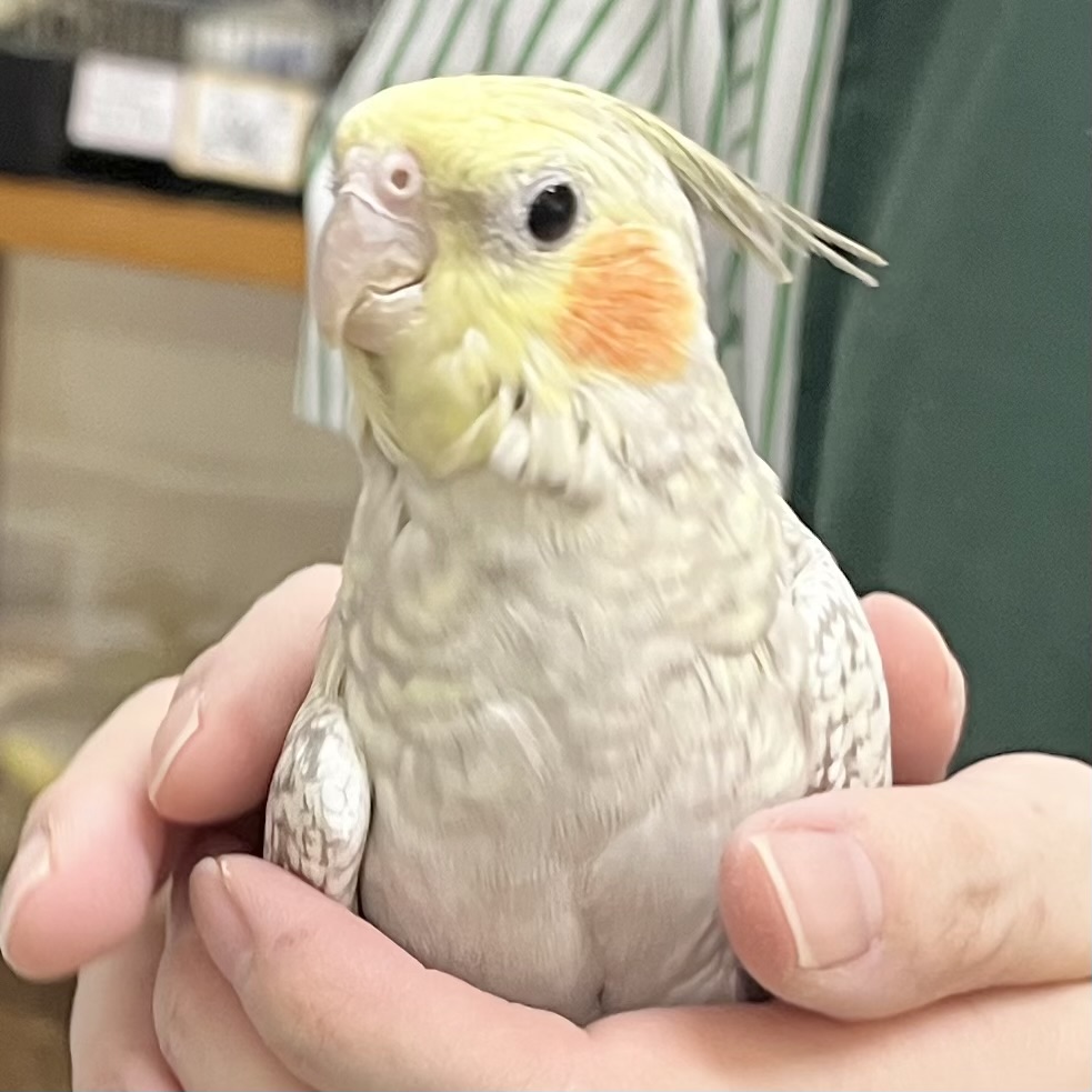 【🆙最新画像あり‼️】キレイなパール模様🫧✨　オカメインコ（シナモンパール）