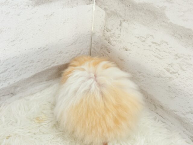 ゴールデンハムスター