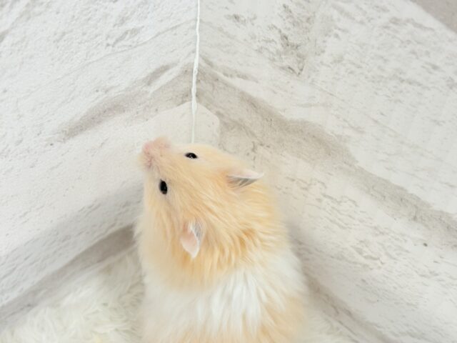 ゴールデンハムスター