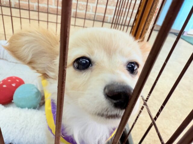 最新画像📸ハーフ犬(チワワ✖️ミニチュアダックス)男の子♫おっとりマイペース! チワックス