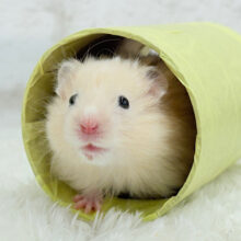 艶めきキラメキ🐹✨サテンハムスター(男の子)