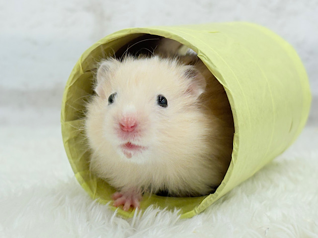 艶めきキラメキ🐹✨サテンハムスター(男の子)