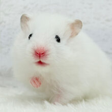 可愛いが過ぎるマシュマロちゃん🐹🍬長毛ハムスター(ホワイト) 男の子