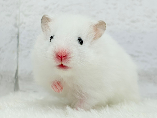 可愛いが過ぎるマシュマロちゃん🐹🍬長毛ハムスター(ホワイト) 男の子