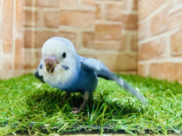 セキセイインコ