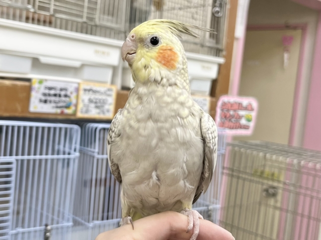 オカメインコ