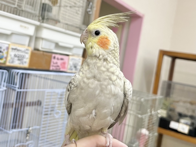 オカメインコ