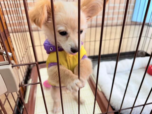 最新画像📸ハーフ犬(チワワ✖️ミニチュアダックス)男の子♫おっとりマイペース! チワックス