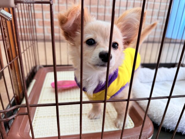 最新画像📸ハーフ犬(チワワ✖️ミニチュアダックス)男の子♫おっとりマイペース! チワックス