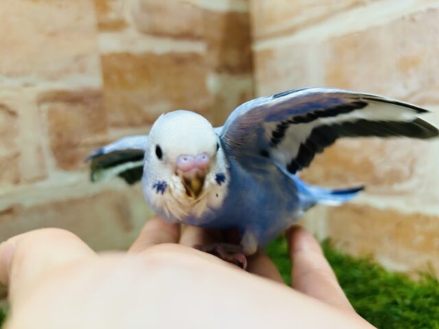 セキセイインコ