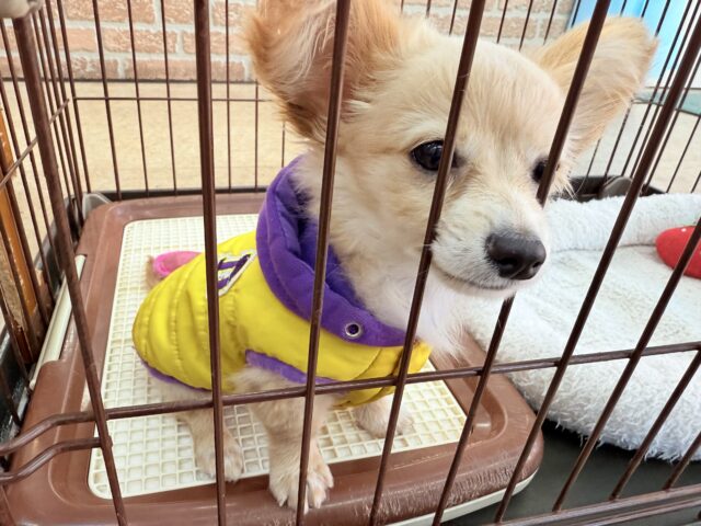 最新画像📸ハーフ犬(チワワ✖️ミニチュアダックス)男の子♫おっとりマイペース! チワックス