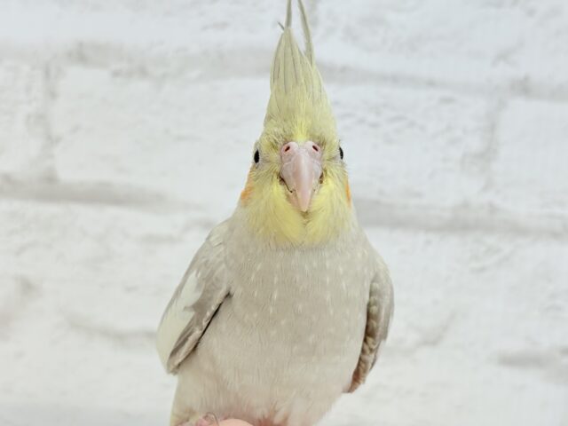 オカメインコ