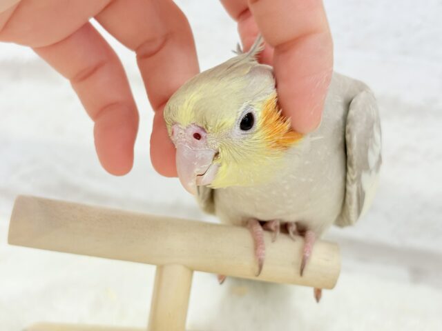 オカメインコ