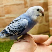 オパーリンカラーのセキセイちゃんがやってきましたよ～💙💙　セキセイイン