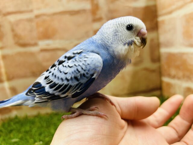 オパーリンカラーのセキセイちゃんがやってきましたよ～💙💙　セキセイイン