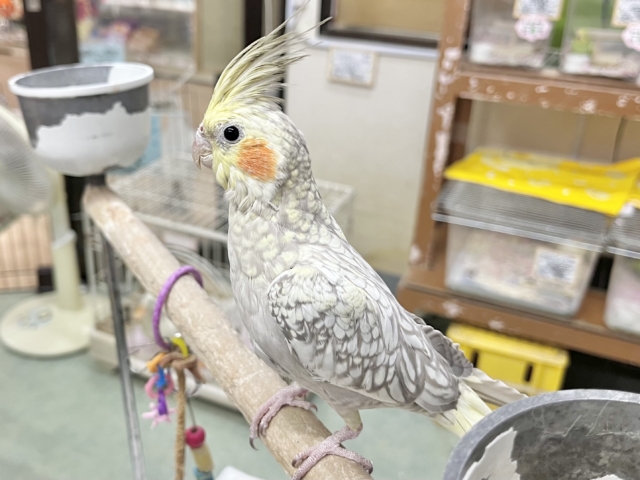 オカメインコ