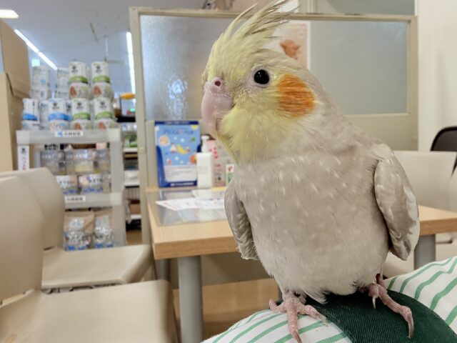 オカメインコ