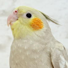 可愛いの先にはデレデレが待ってる♡オカメインコ(シナモン)