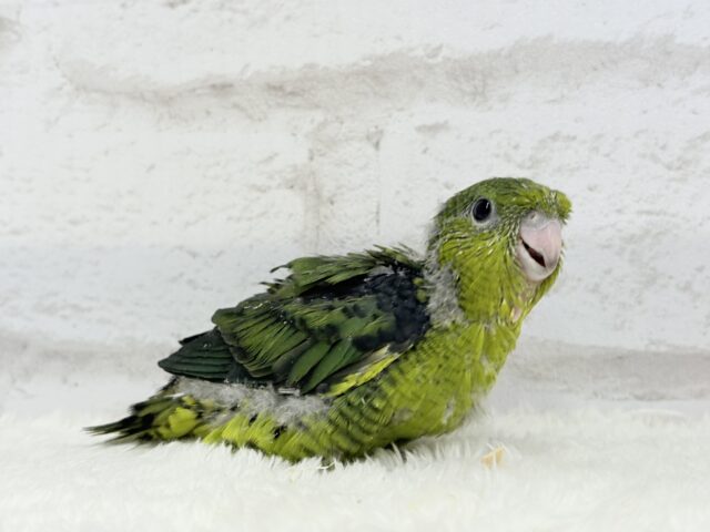 サザナミインコ