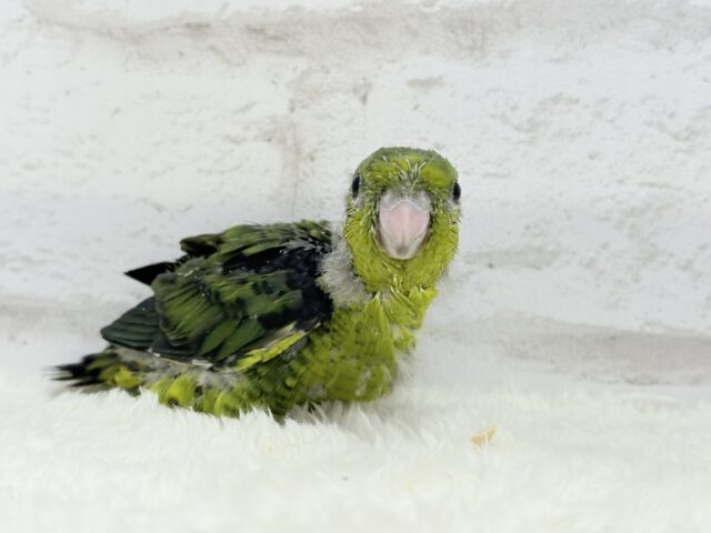 サザナミインコ
