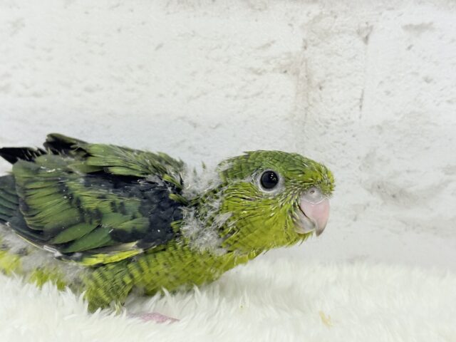 サザナミインコ