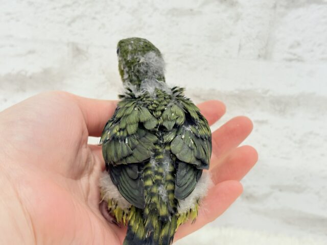 サザナミインコ