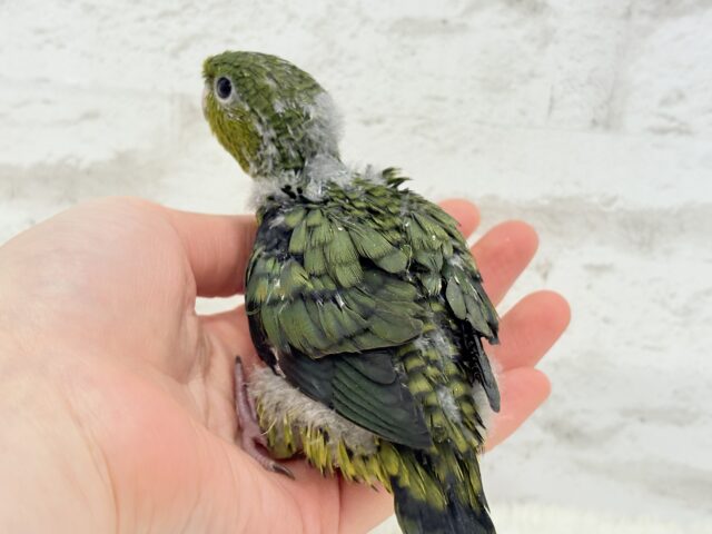 サザナミインコ