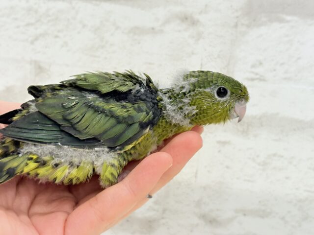 サザナミインコ