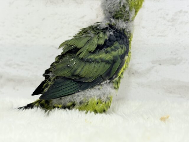 サザナミインコ