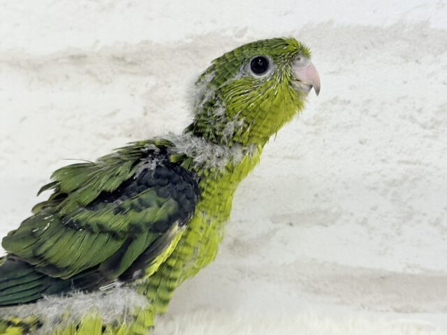 サザナミインコ