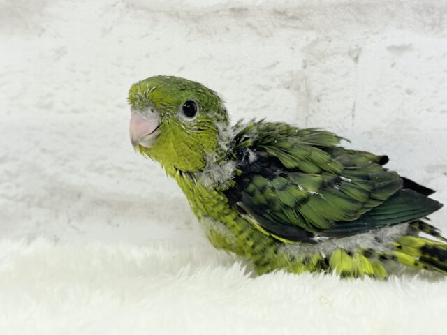 サザナミインコ