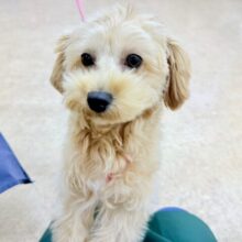 最新画像📸ハーフ犬（トイプードル✖️マルチーズ）女の子♪お散歩練習中🚶‍♀️