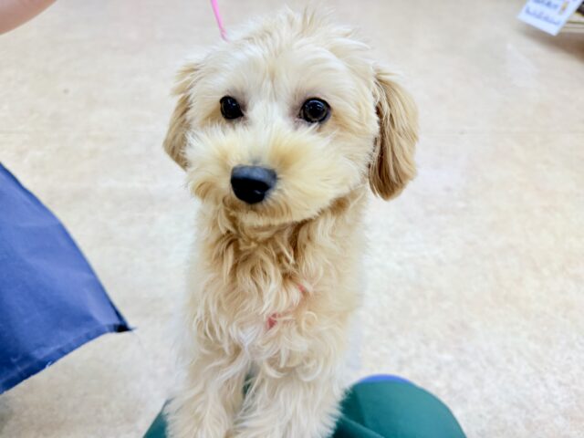 最新画像📸ハーフ犬（トイプードル✖️マルチーズ）女の子♪お散歩練習中🚶‍♀️