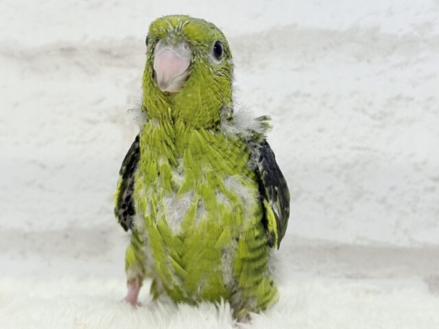 サザナミインコ